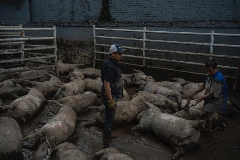 Ganaderia, porcinos, camiones y comercios afectados por inundaciones en Veracruz; evaluación del impacto económico